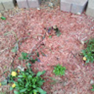 Meet your Posher, Penny